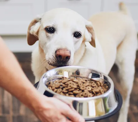 Dog excited to eat from bowl Dog excited to eat from bowl
