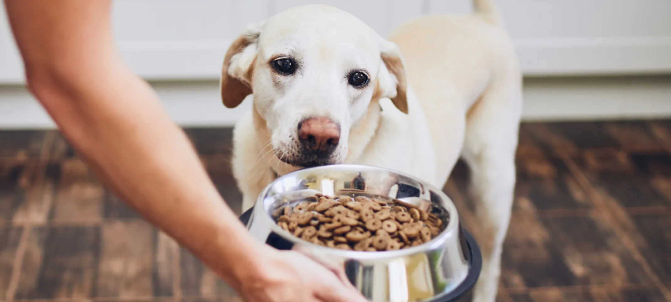 Dog excited to eat from bowl Dog excited to eat from bowl