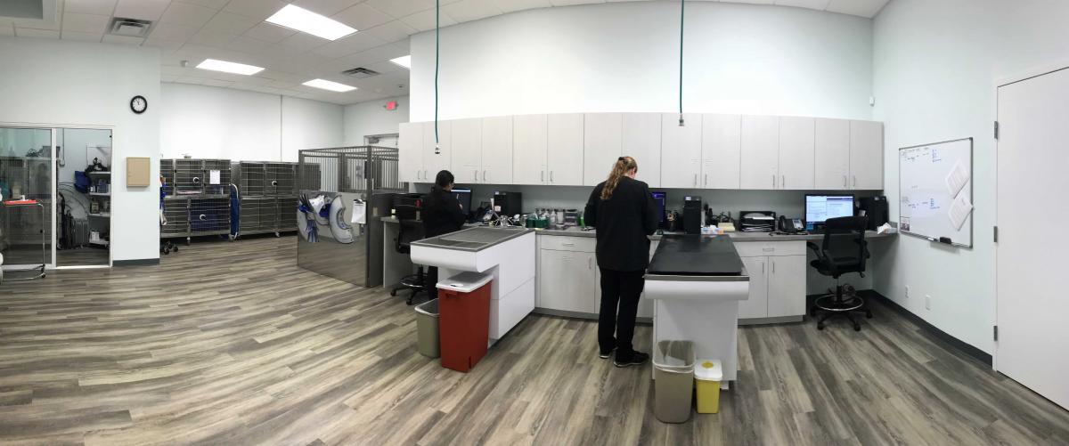 Veterinary staff working in the examination and kennel area of SCAN Clearwater