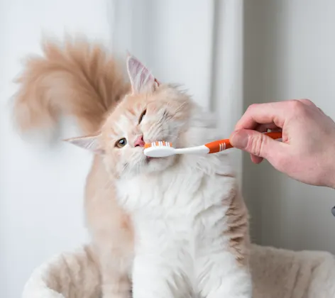 Cat with toothbrush Cat with toothbrush
