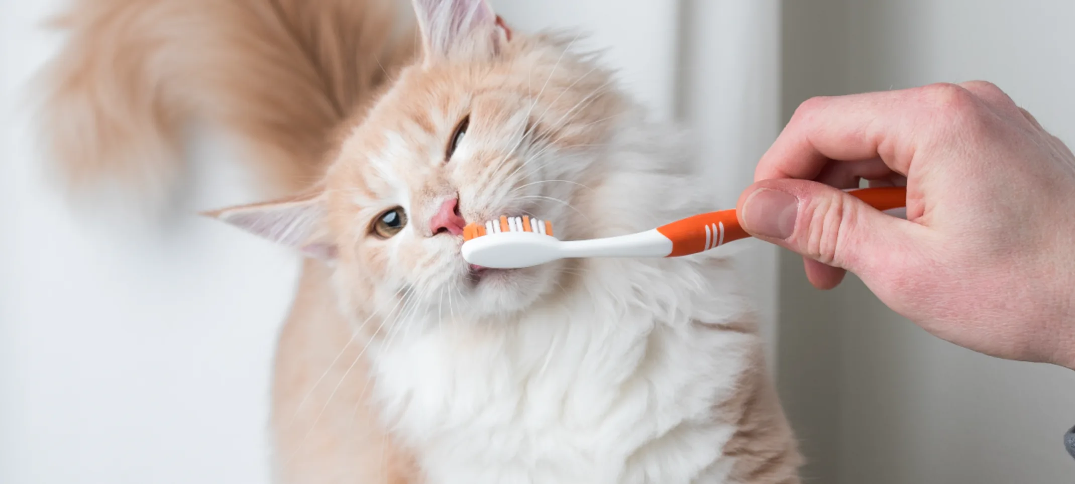 Cat with toothbrush