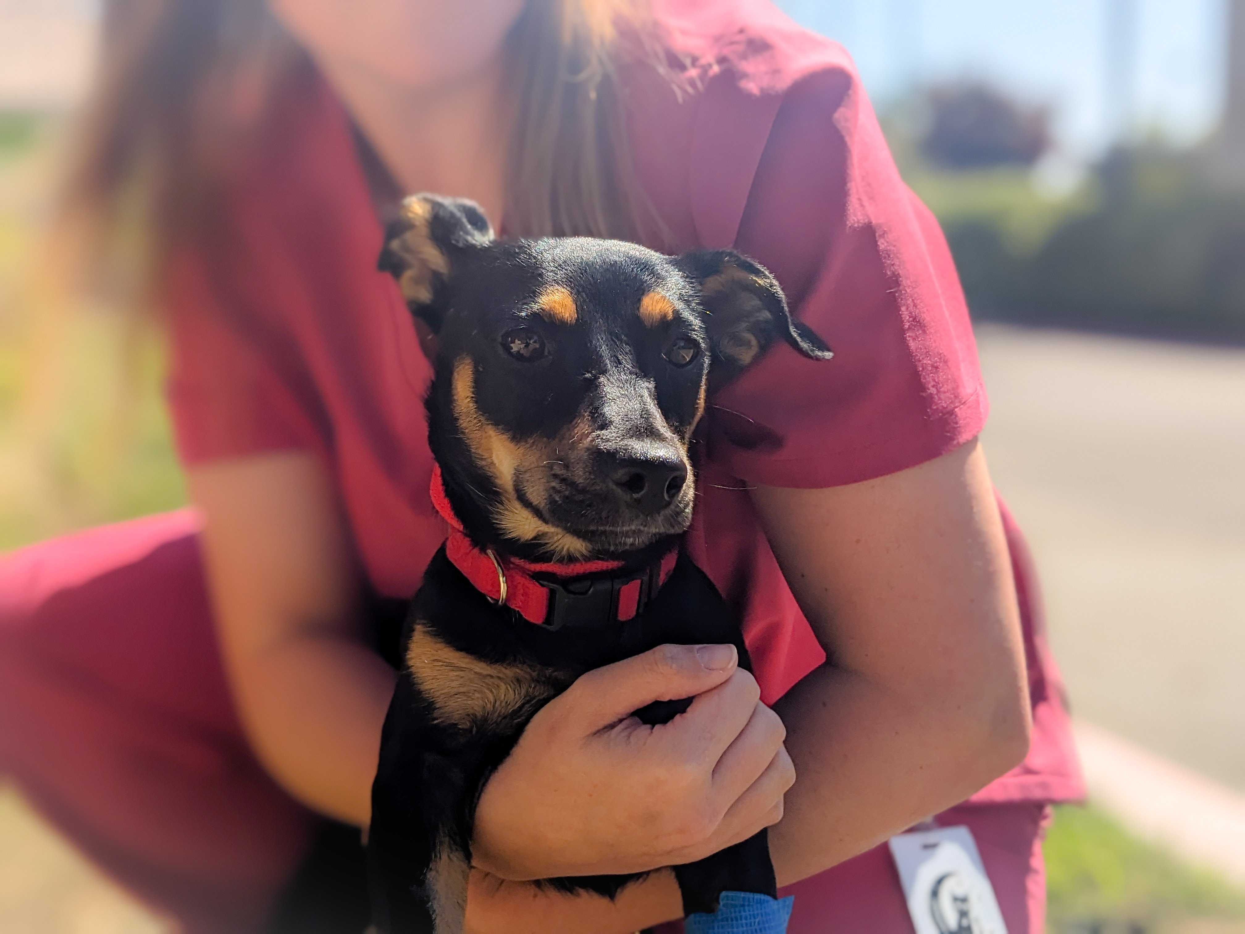 A veterinary employee holding a small dog outside
