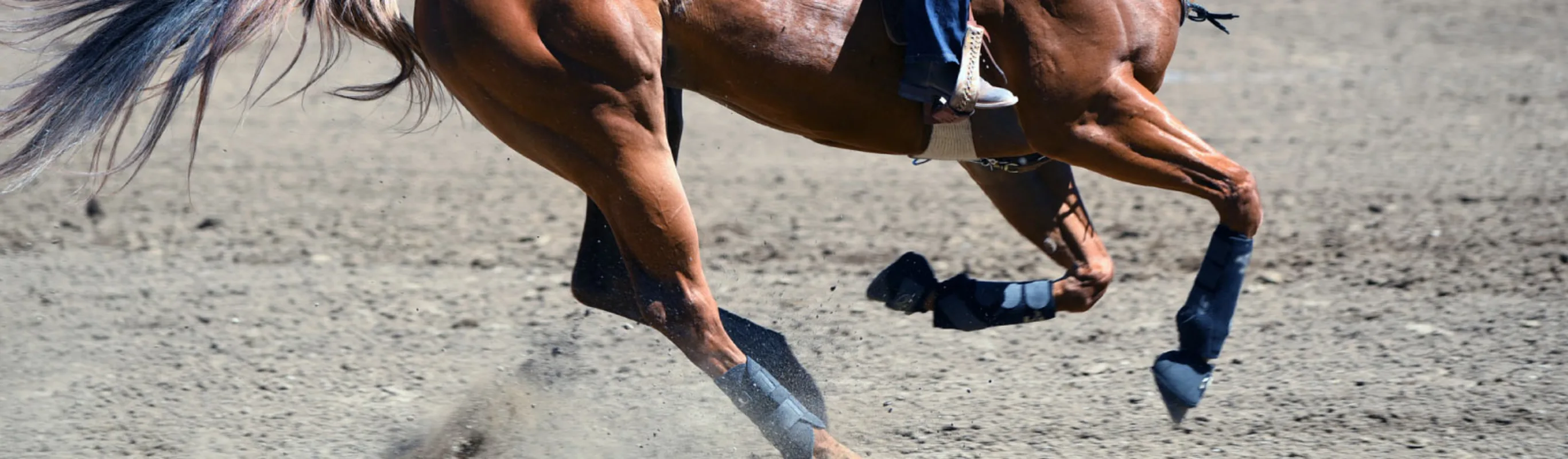 Lower half of a performance horse galloping through dirt