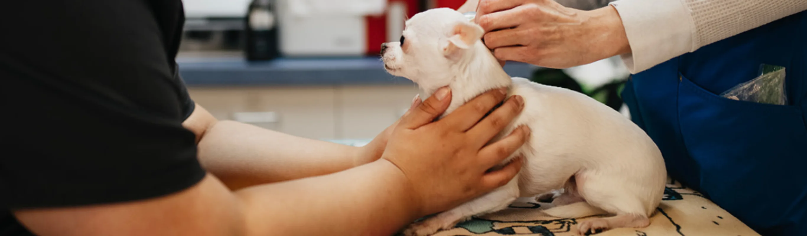 Small white Chihuahua being cared for by two staff members on a table