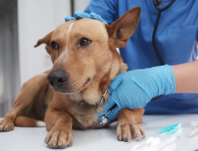 THC Toxicity in Pets THC Toxicity in Pets