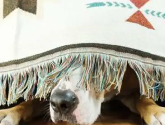 An anxious black dog is hiding under a blanket with its nose peeking out. 