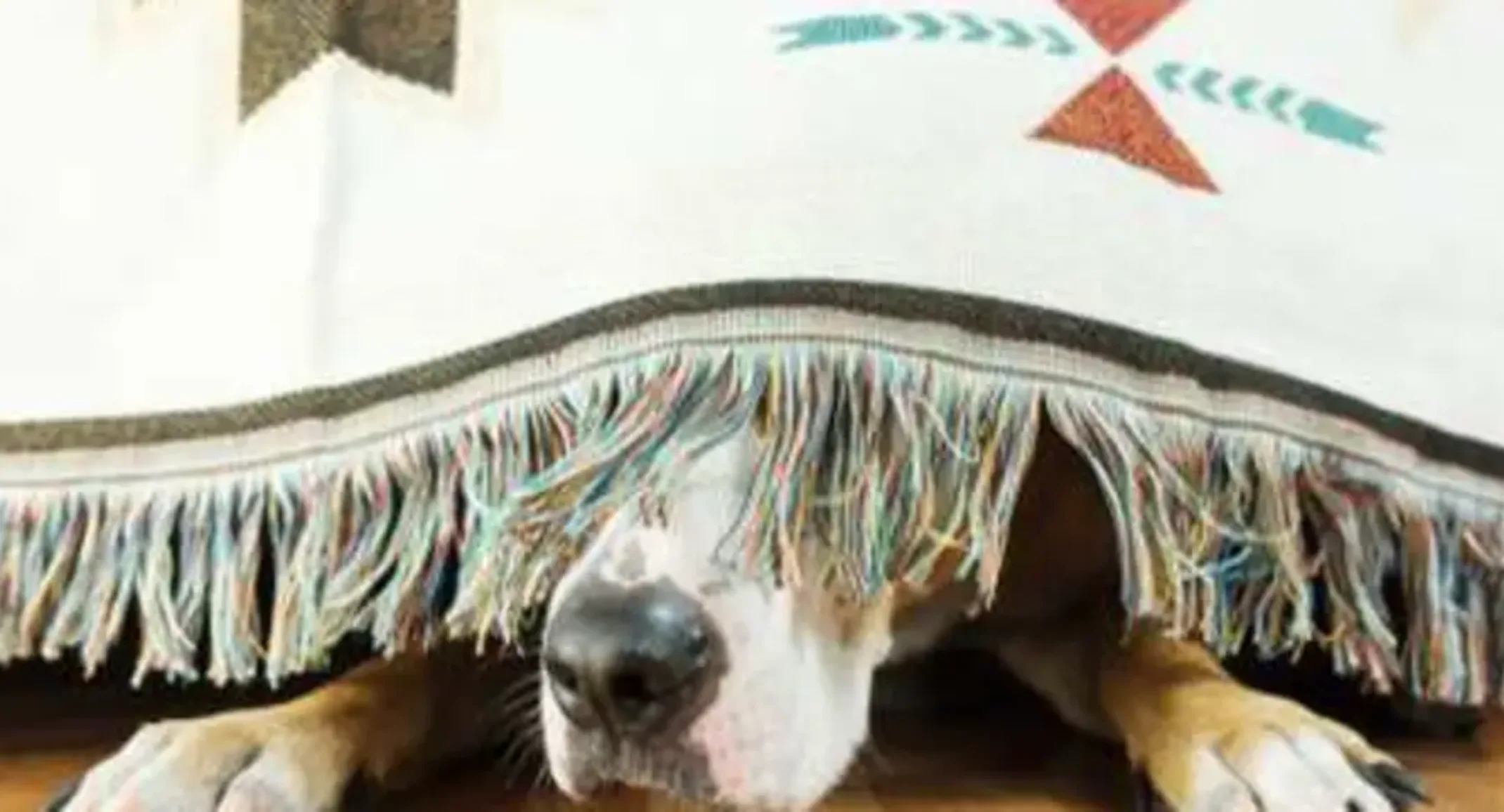 An anxious black dog is hiding under a blanket with its nose peeking out. An anxious black dog is hiding under a blanket with its nose peeking out.