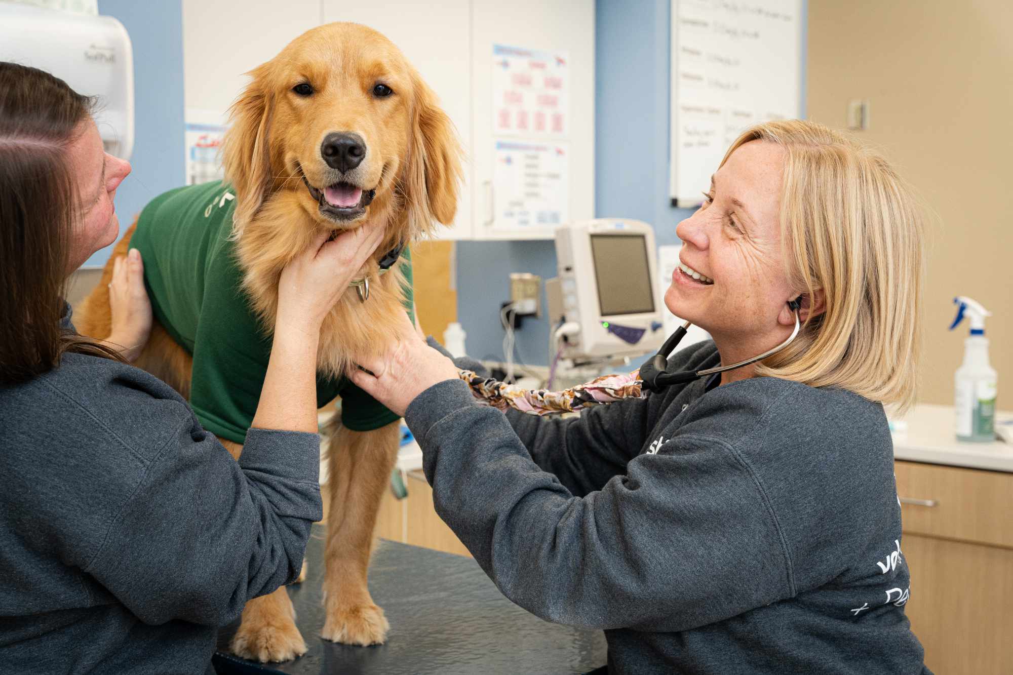 Two staff members petting a golden retriever. 