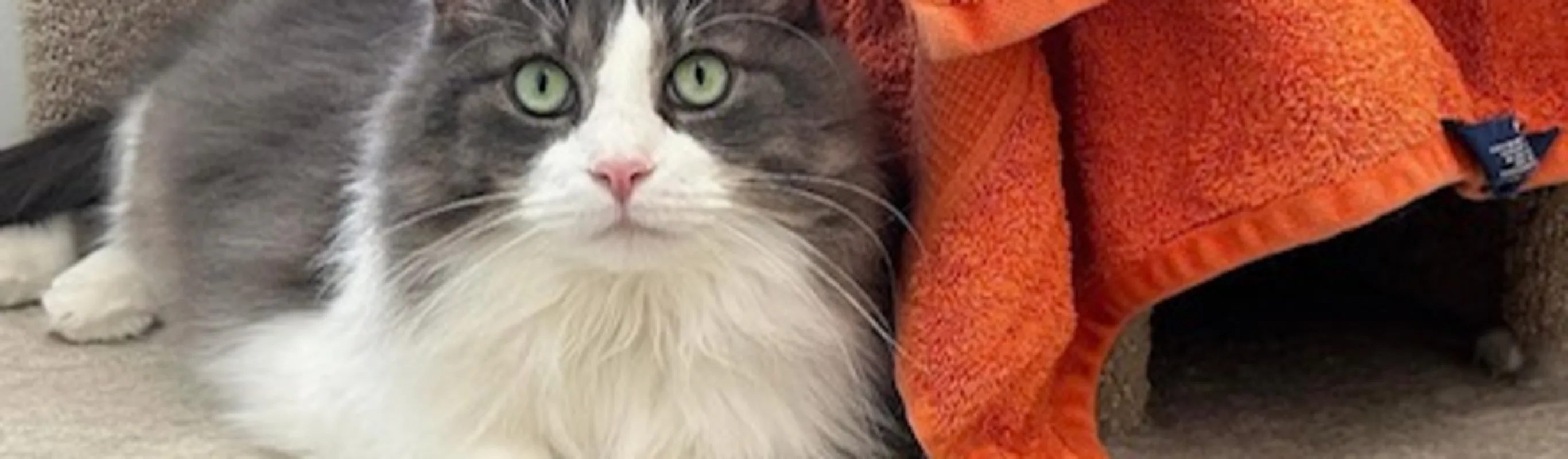 Cat sitting on cat tree Cat sitting on cat tree