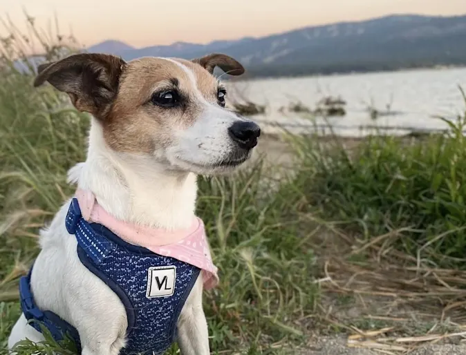 Saydee the dog sitting near a body of water Saydee the dog sitting near a body of water