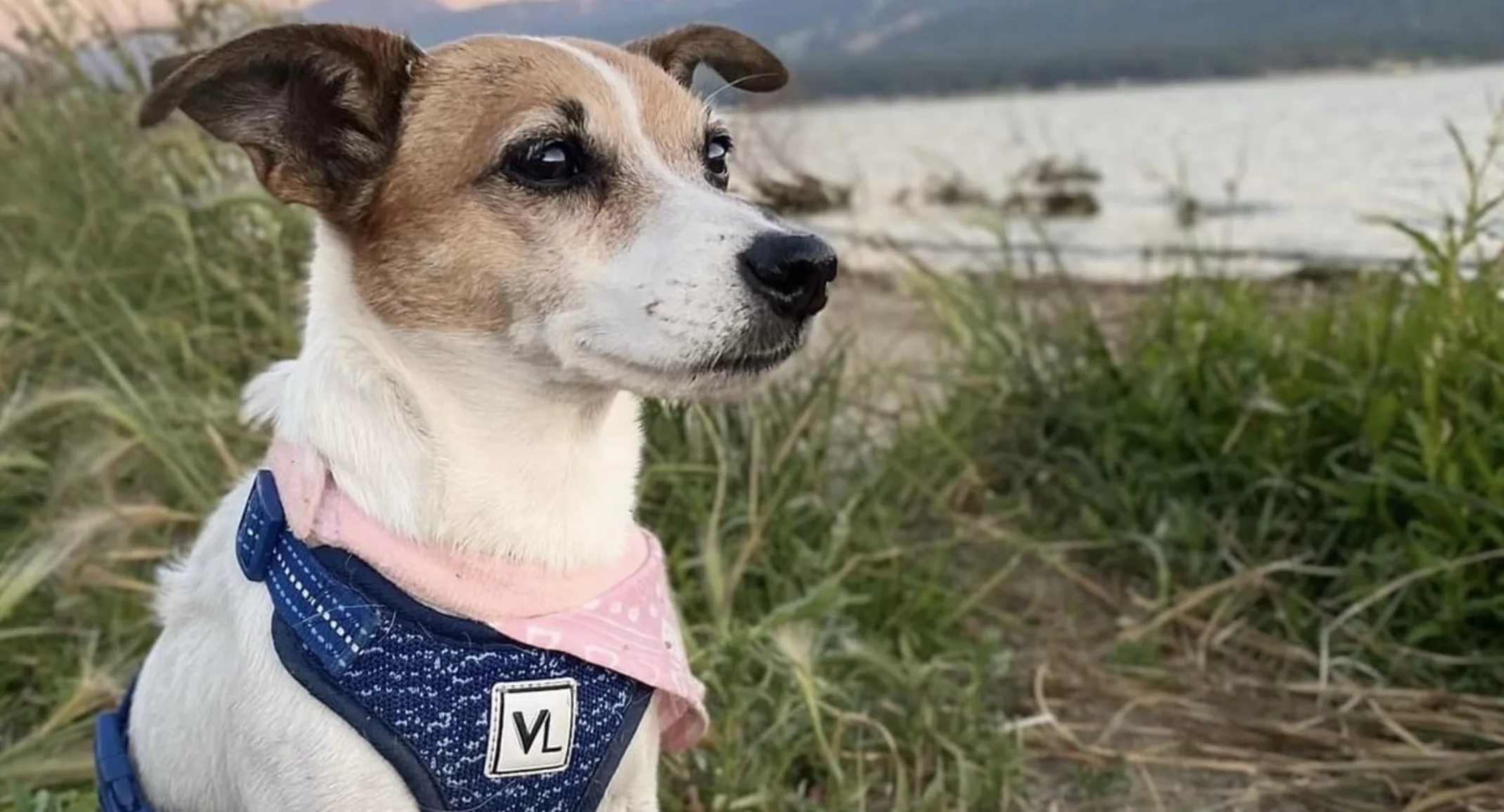 Saydee the dog sitting near a body of water Saydee the dog sitting near a body of water