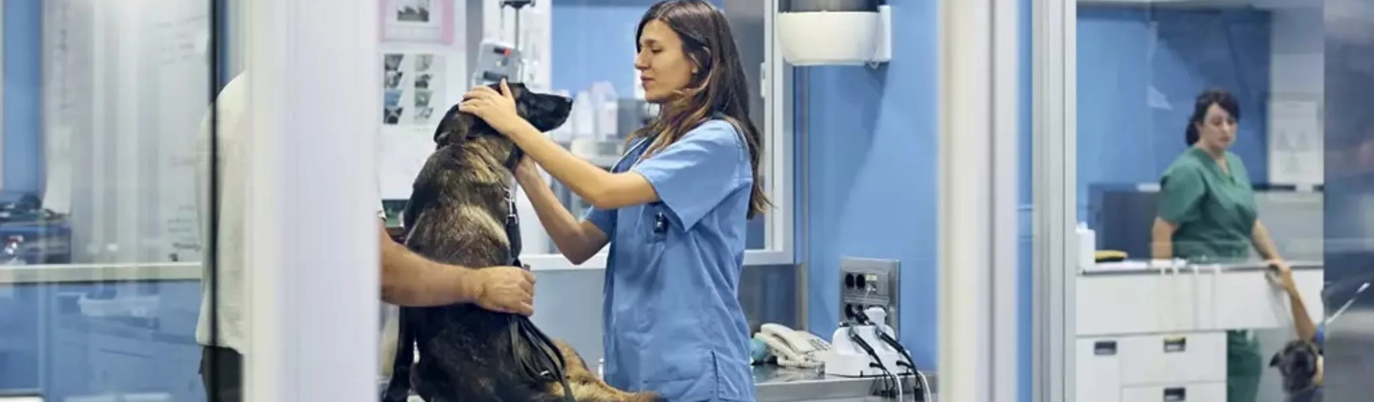 Dog receiving emergency care from two veterinarians Dog receiving emergency care from two veterinarians
