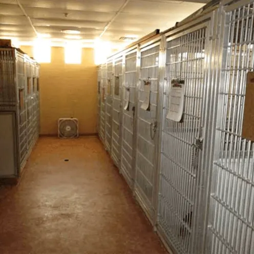 Kennels at Palm Glen Animal Hospital