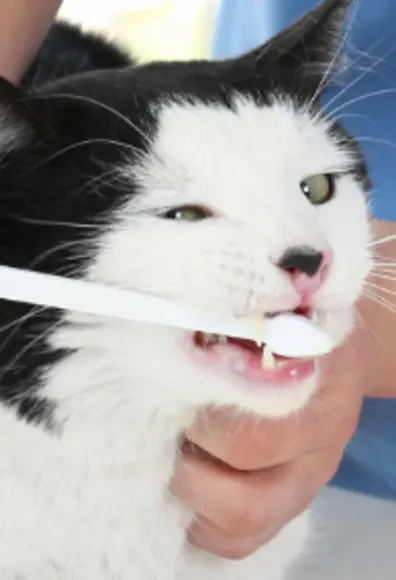 Cat Getting Teeth Brushed