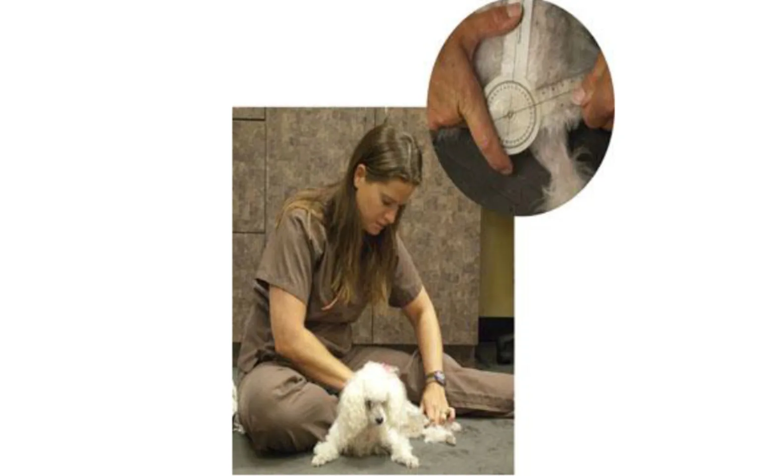 Staff member examining a small dog Staff member examining a small dog