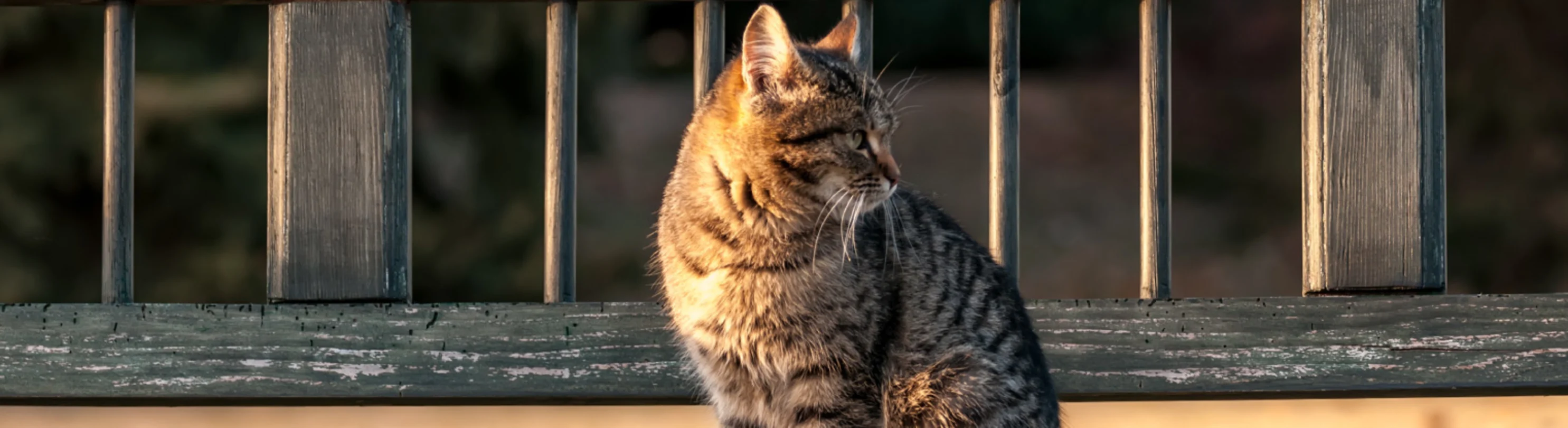 Tabby on wood bench Tabby on wood bench