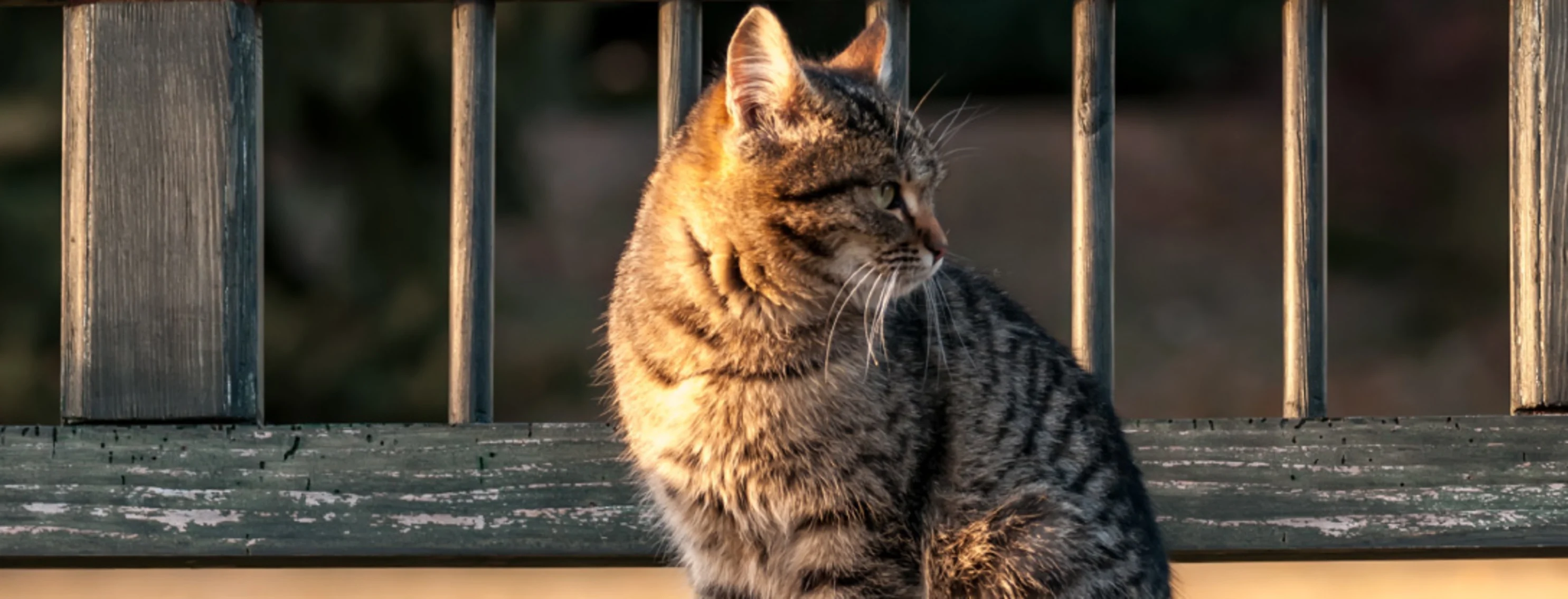 Tabby on wood bench Tabby on wood bench