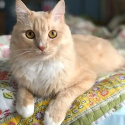 Oswald Aymond Oswald Aymond