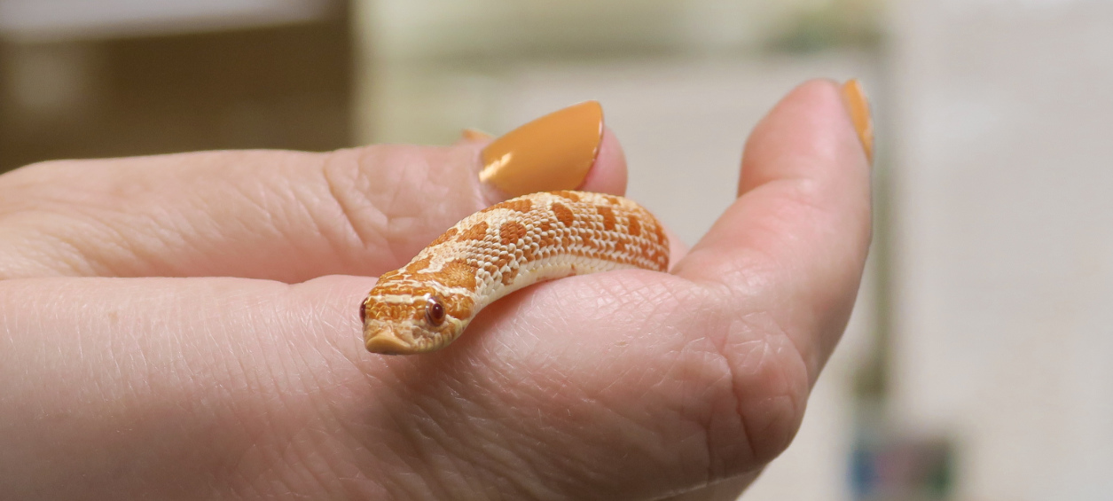 Snake being held