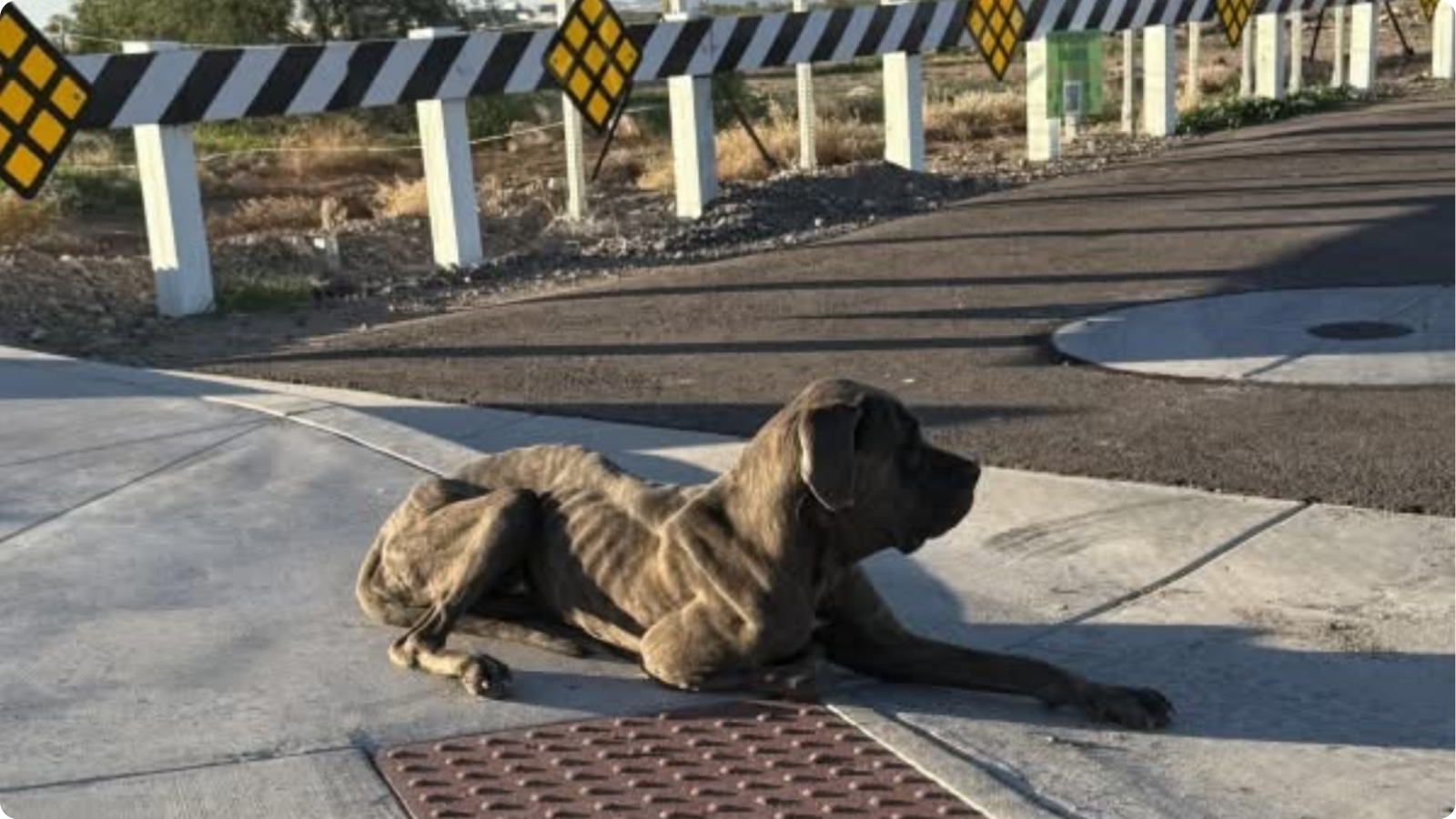 Marble when she was first spotted on the side of the highway