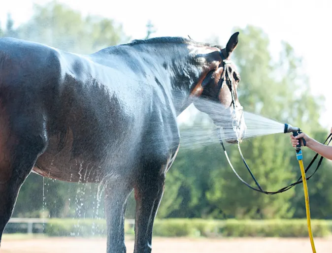 Horse Bath Horse Bath