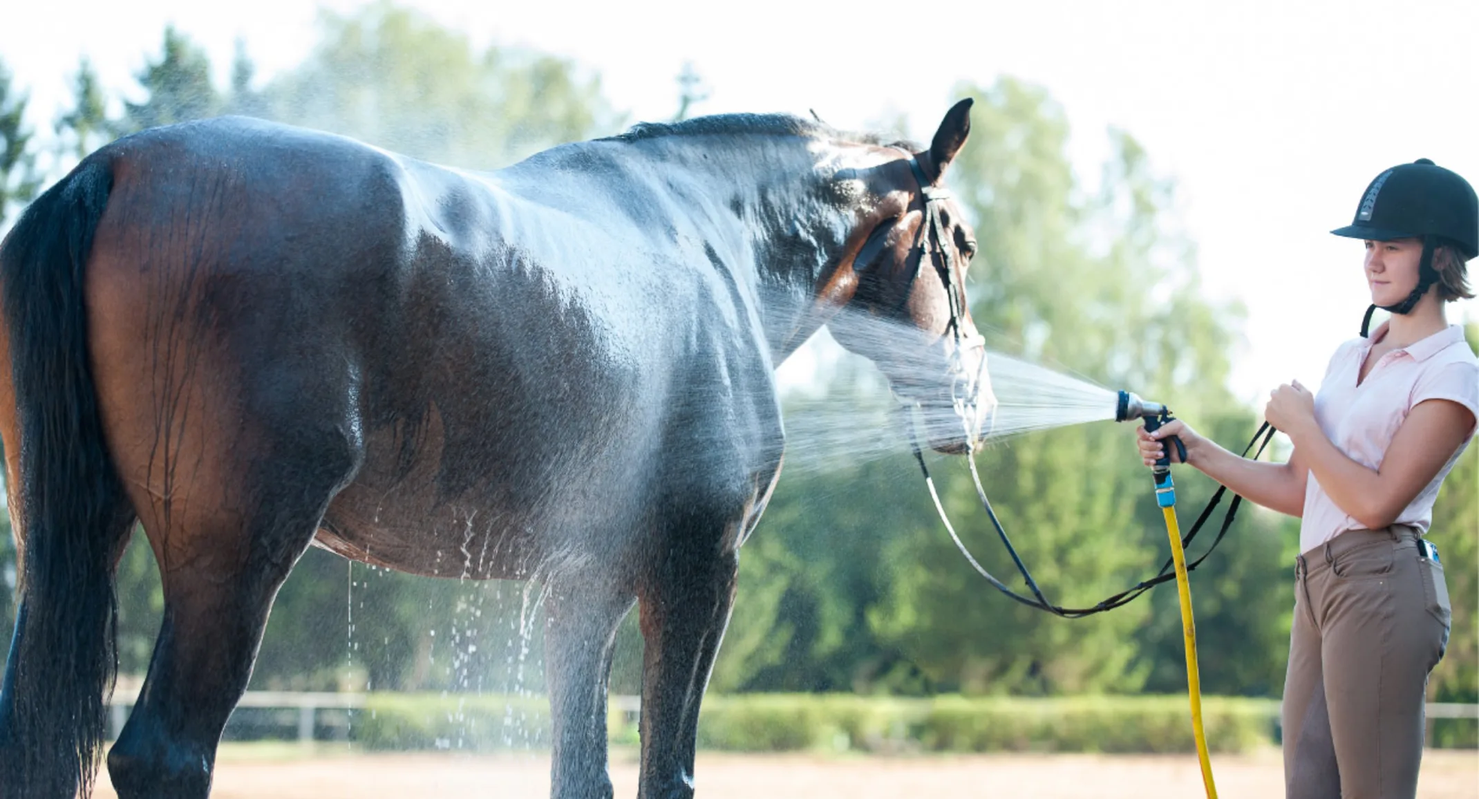Horse Bath Horse Bath
