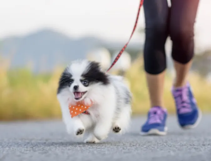 Small Black & White Dog Running with Owner Outside