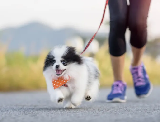 Small Black & White Dog Running with Owner Outside Small Black & White Dog Running with Owner Outside