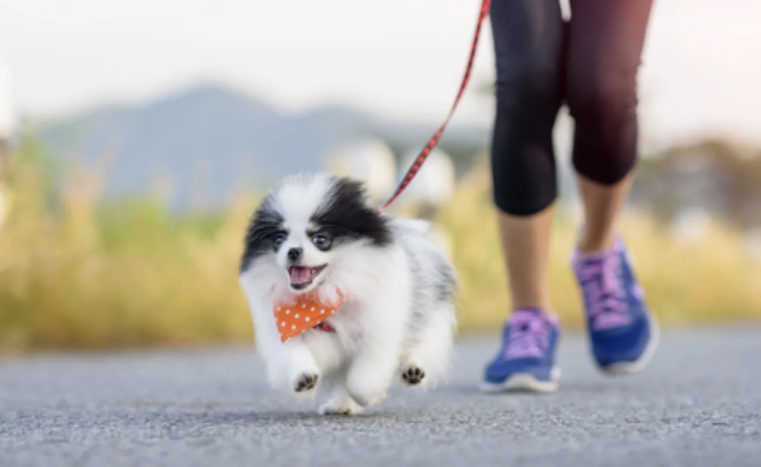 Small Black & White Dog Running with Owner Outside Small Black & White Dog Running with Owner Outside