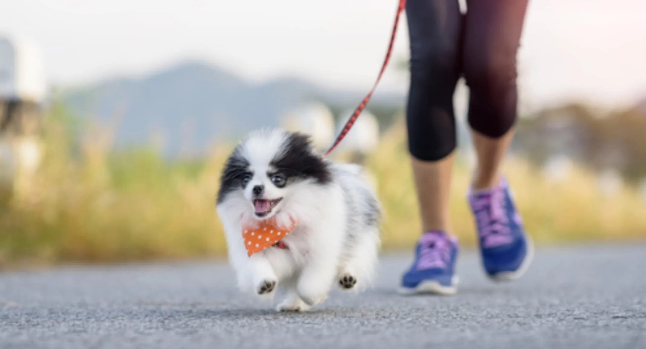 Small Black & White Dog Running with Owner Outside