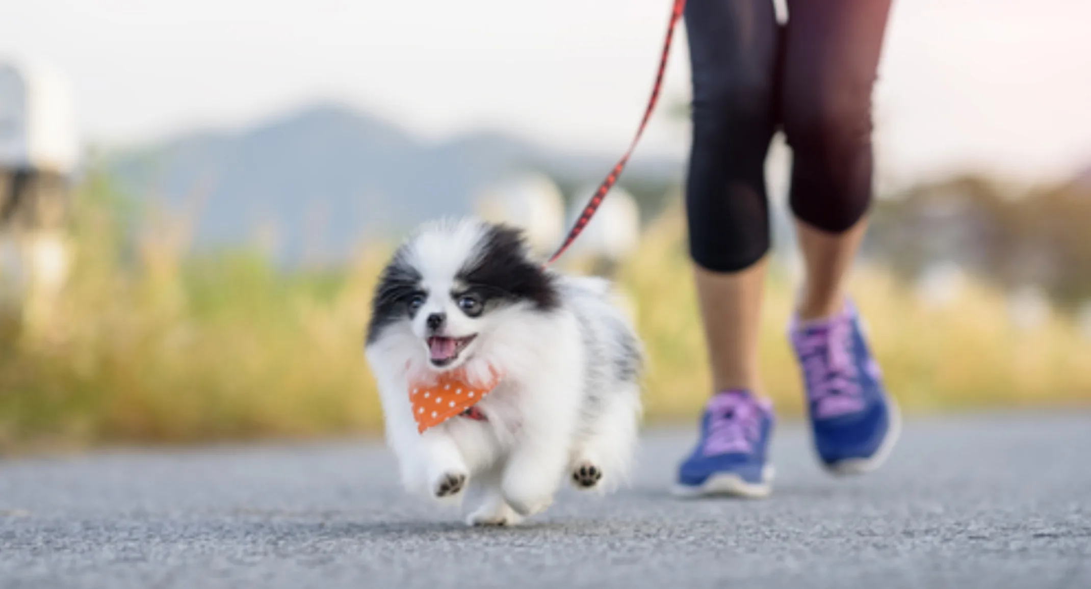 Small Black & White Dog Running with Owner Outside Small Black & White Dog Running with Owner Outside