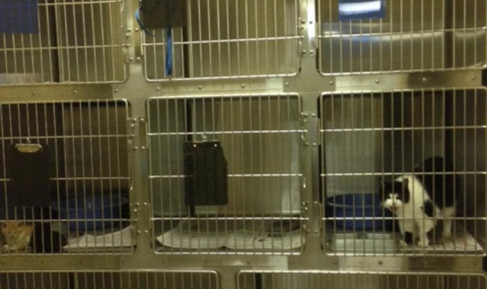 Northwest Rankin Animal Clinic Kennel