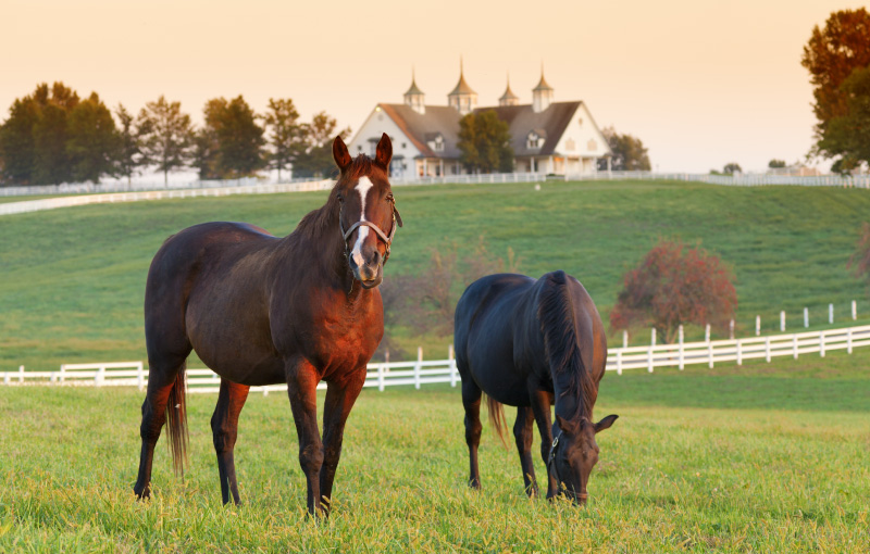 Horse and calf in rural field