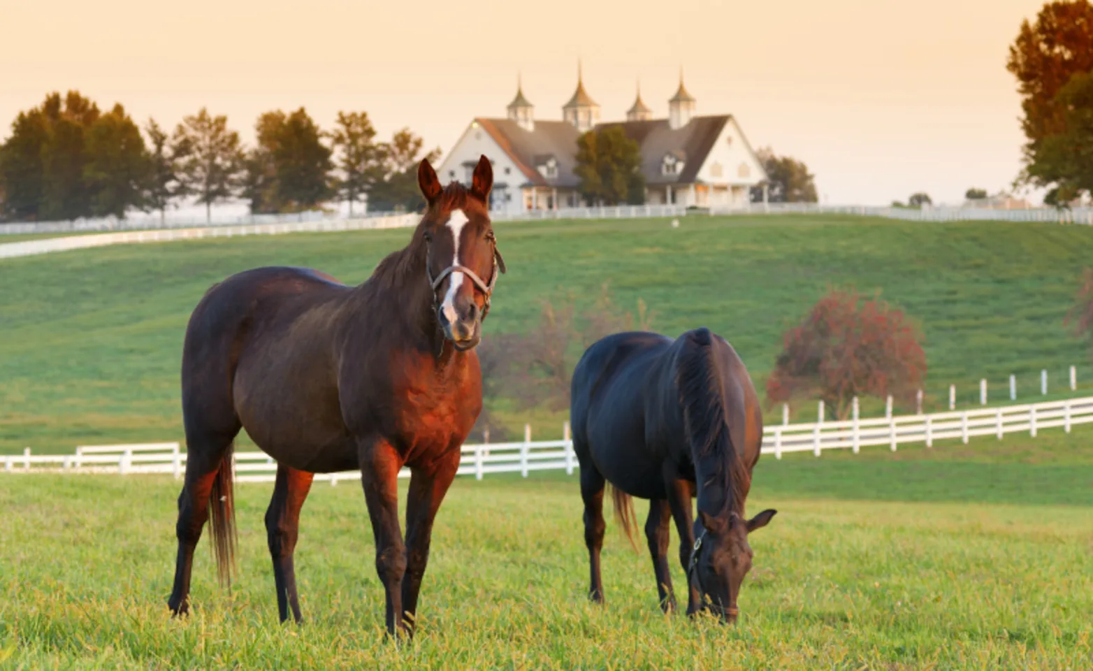 Horse and calf in rural field Horse and calf in rural field