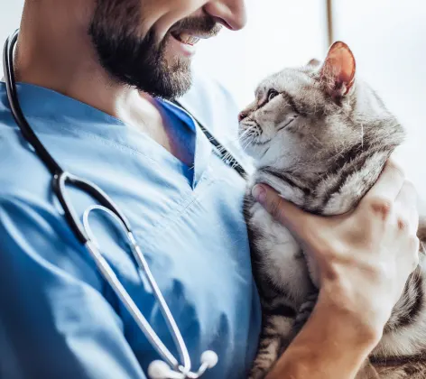 Calm Grey Cat being held by a male nurse looking at each other. 