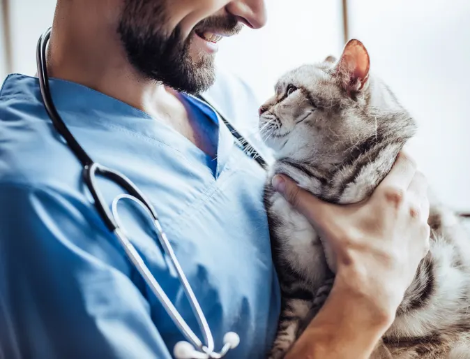 Calm Grey Cat being held by a male nurse looking at each other. 