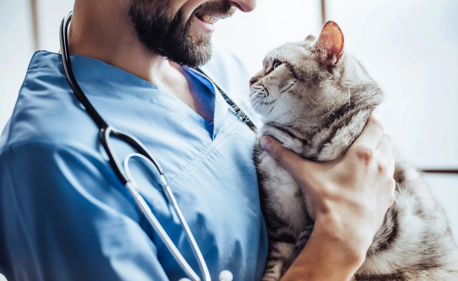Calm Grey Cat being held by a male nurse looking at each other. 