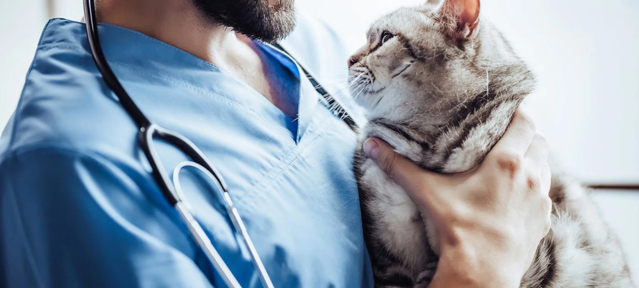 Calm Grey Cat being held by a male nurse looking at each other. 