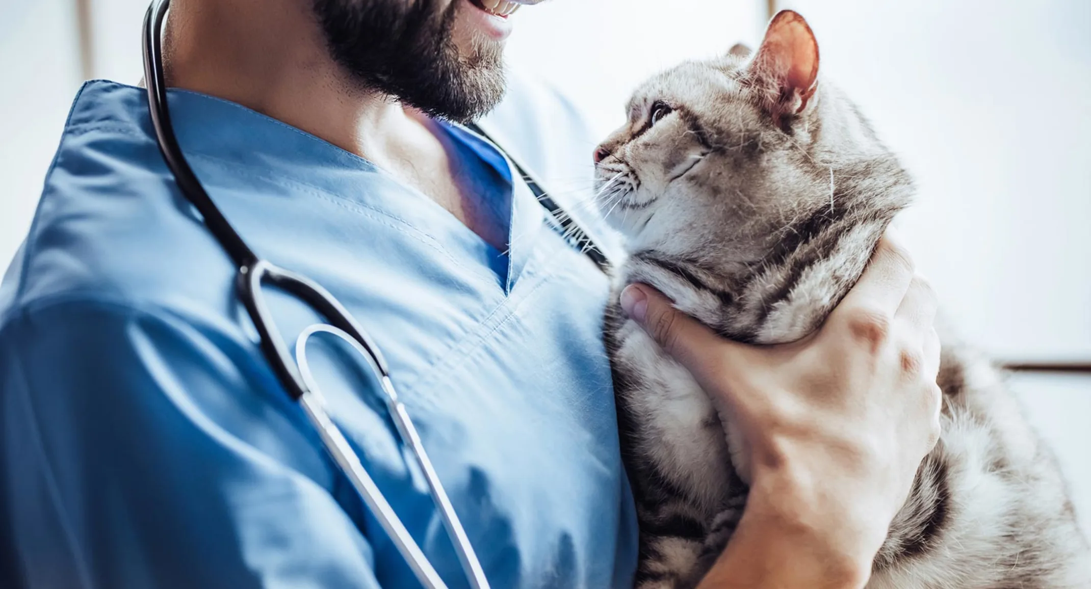 Calm Grey Cat being held by a male nurse looking at each other. 