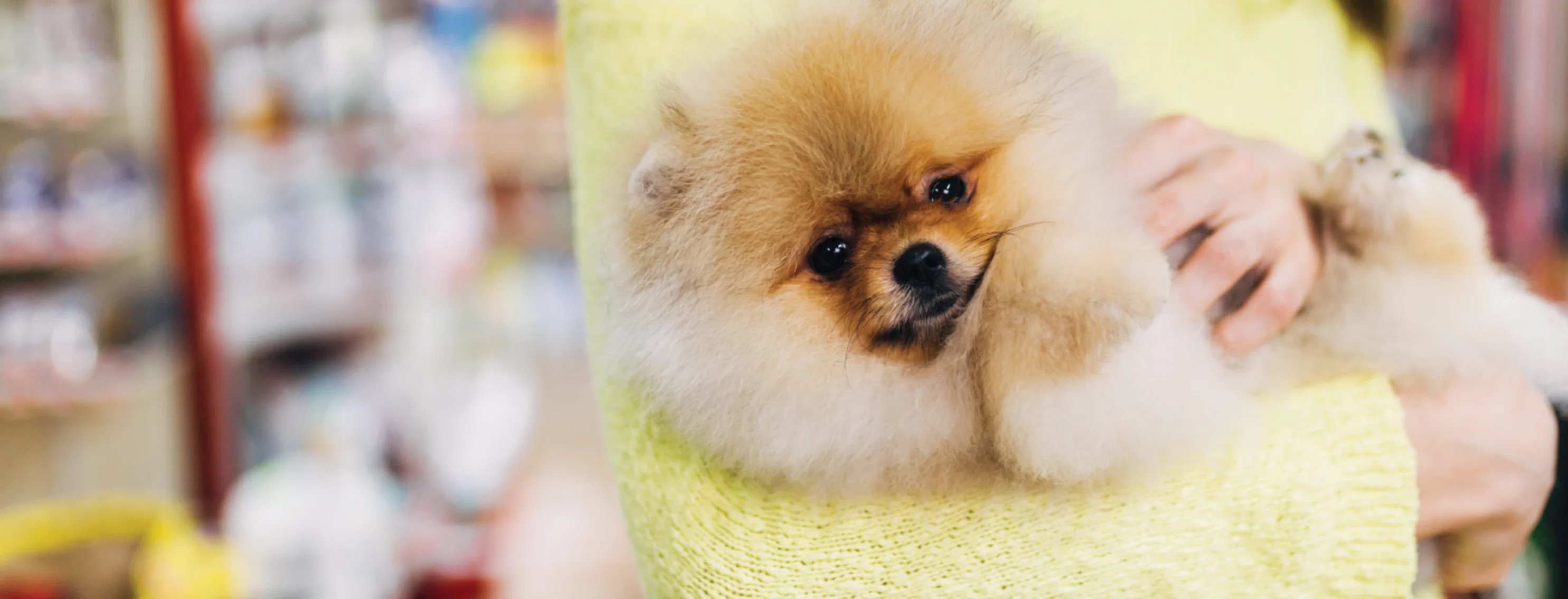 Dog being held by a woman in a yellow sweater Dog being held by a woman in a yellow sweater