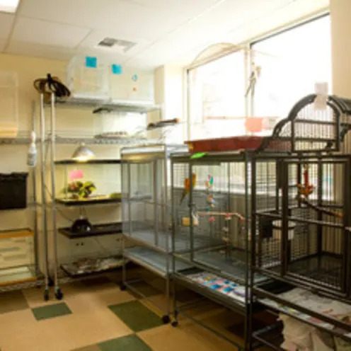 The Center for Bird and Exotic Medicine Boarding