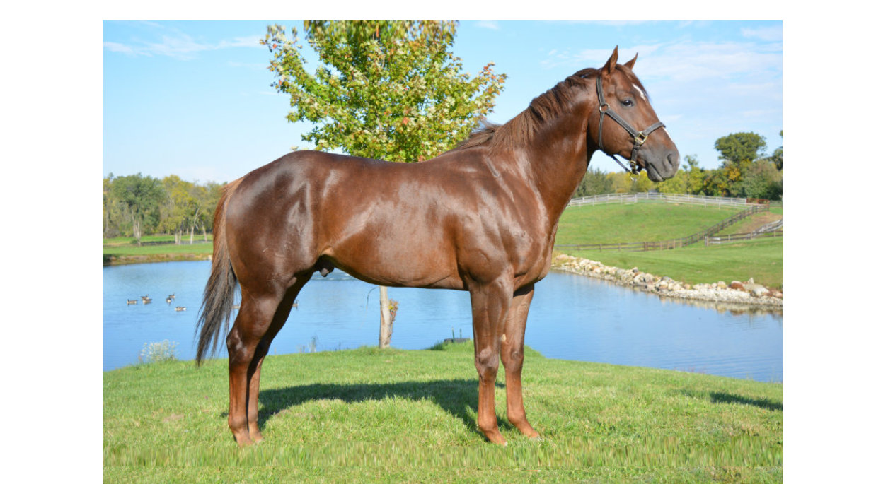 Kiss Me Anywhere, a dark brown horse