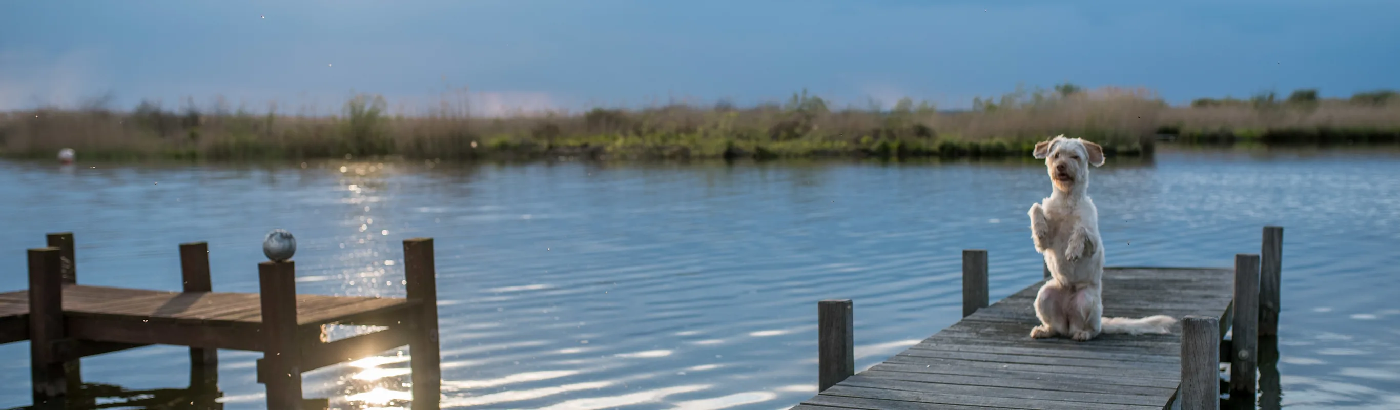 Dog on a dock Dog on a dock