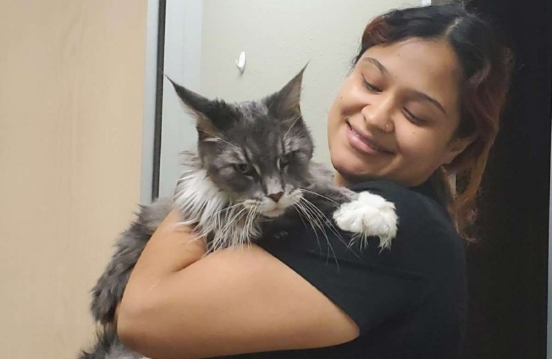 Woman Holding Gray Cat 
