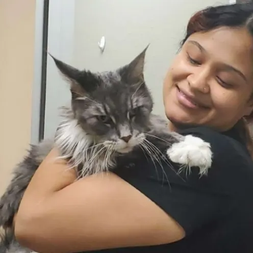 Woman Holding Gray Cat 