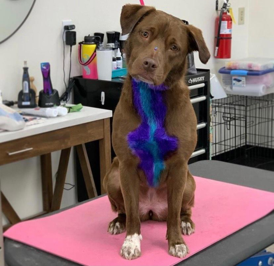 Dog on grooming table with its chest dyed blue and purple