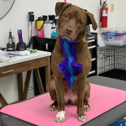 Dog on grooming table with its chest dyed blue and purple Dog on grooming table with its chest dyed blue and purple