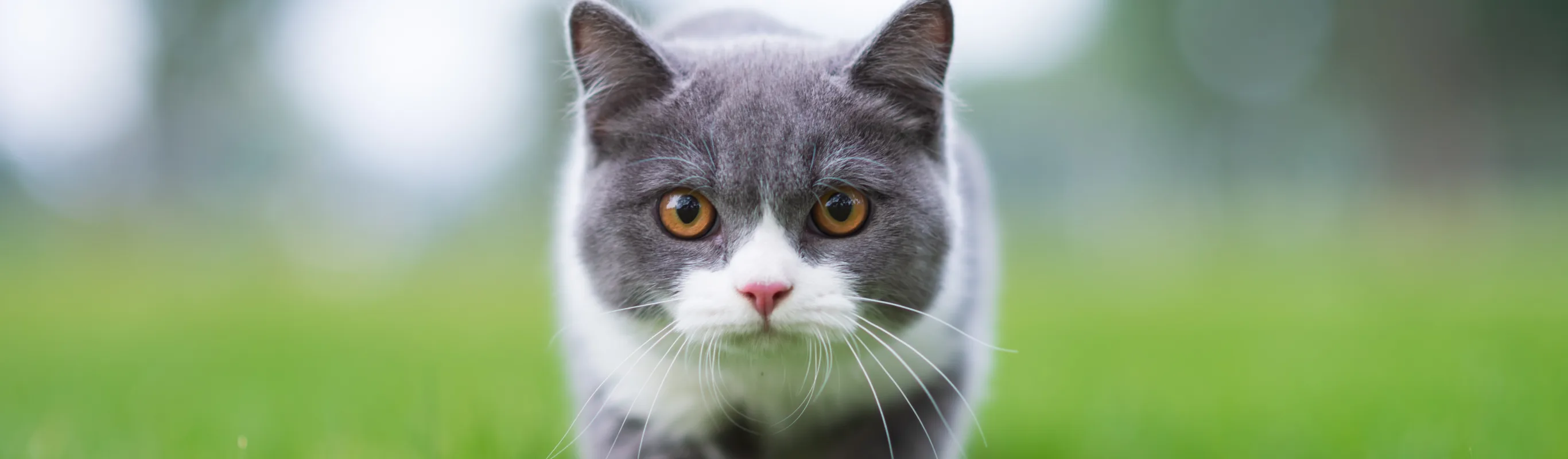 grey and white cat walking in grass
