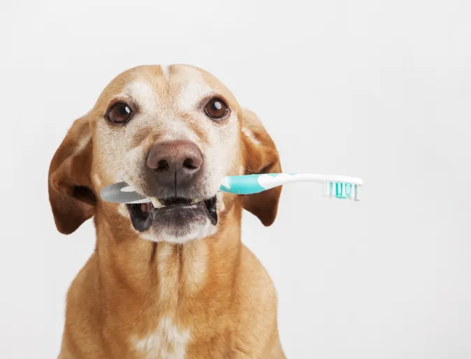dog with toothbrush in mouth, gray background