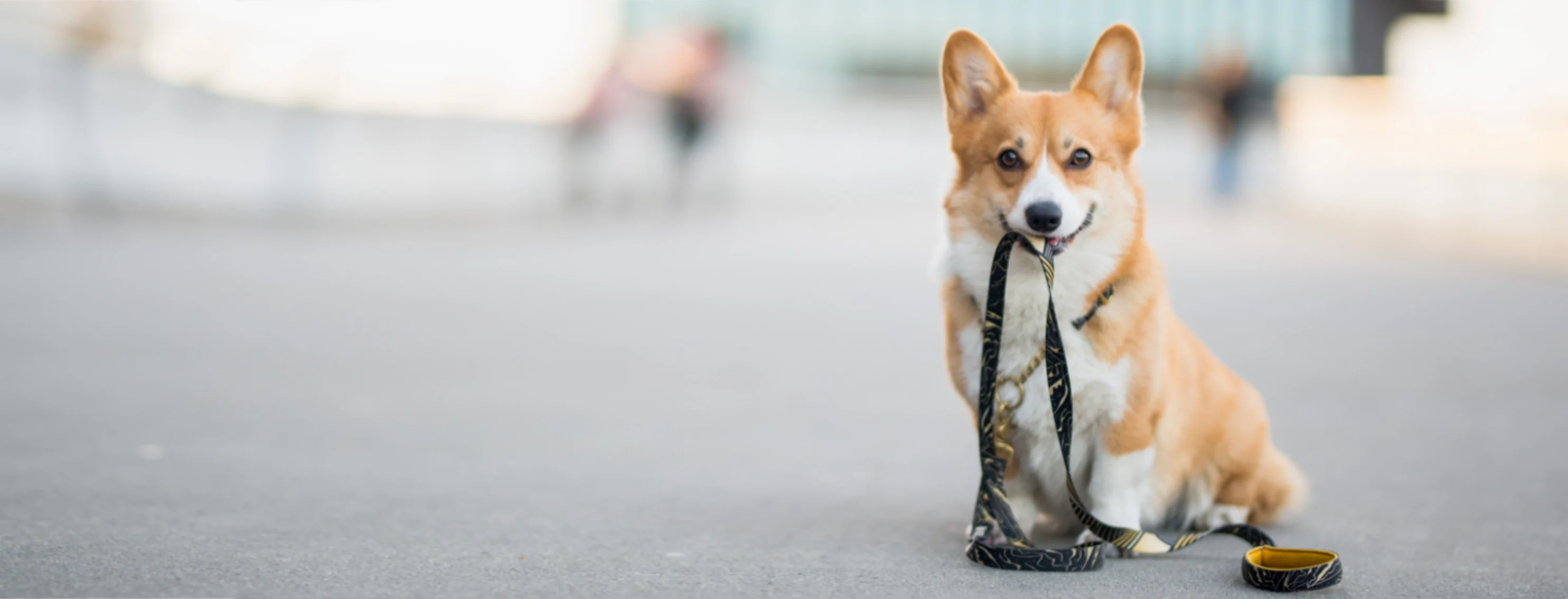 Corgi (Dog) Holding a Leash in the City Corgi (Dog) Holding a Leash in the City